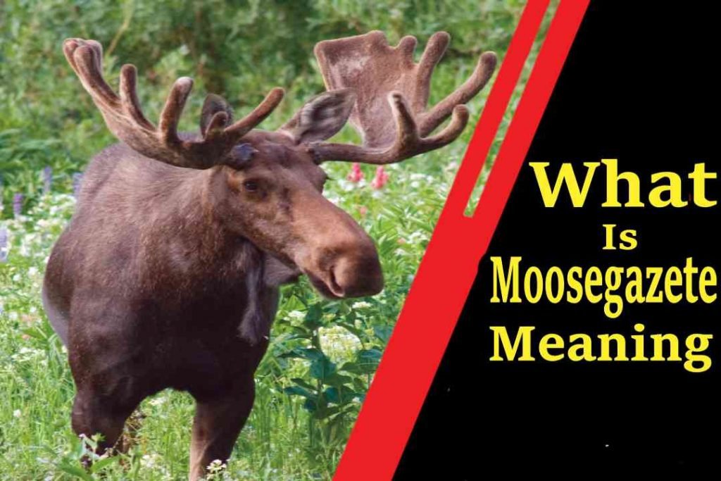 Moosegazete