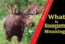 What is Moosegazete Meaning – All You Need To Know 2022